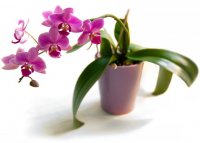 Уход за орхидеями в домашних условиях