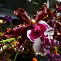 Орхидея онцидиум