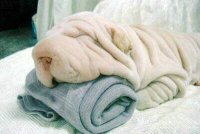 Одеяло или нет?