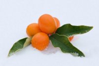 Кумкват: вкусный и полезный «золотой апельсин»