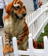 Тигро-собака: новая модная фишка