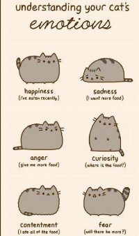 Как понять эмоции  кота?