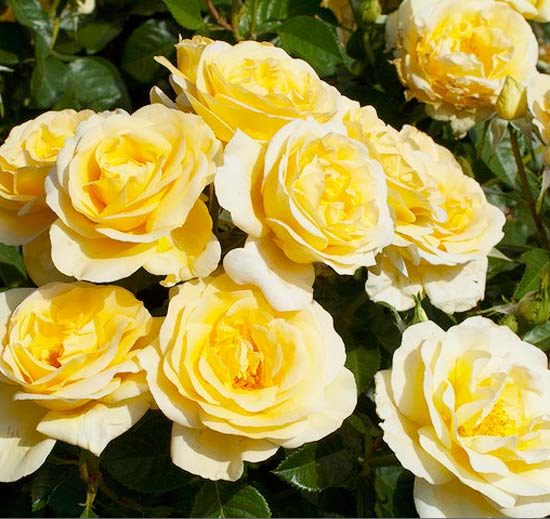 Крупноцветковая роза Sunshine Daydream