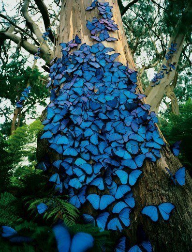 Красивые синие бабочки морфо на дереве