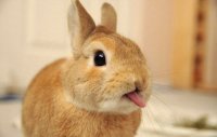 Кролики тоже умеют показывать язык