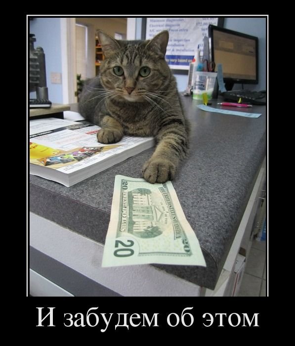 Демотиваторы с животными: деловой кот