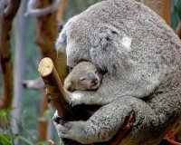 Как растут детеныши коала?