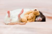 Спящий мышонок