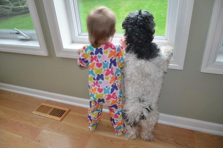 Ребенок и собака - первая встреча