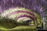 Цветущая глициния в Парке цветов Асикага, Хонсю, Япония