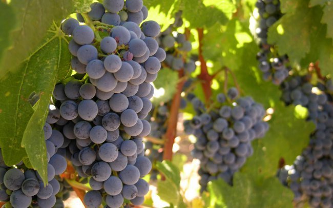 Выращивание винограда на участке