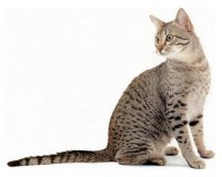 Египетская мау - любимая кошка фараонов