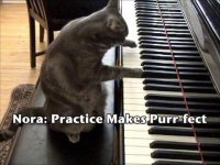 Кошка Нора играет джаз