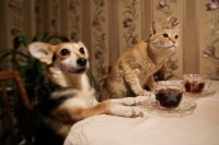 Кошка и собака - как подружить питомцев