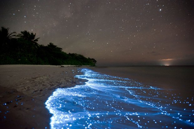 Светящийся планктон
