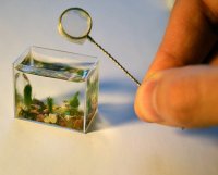 Самый миниатюрный аквариум в мире