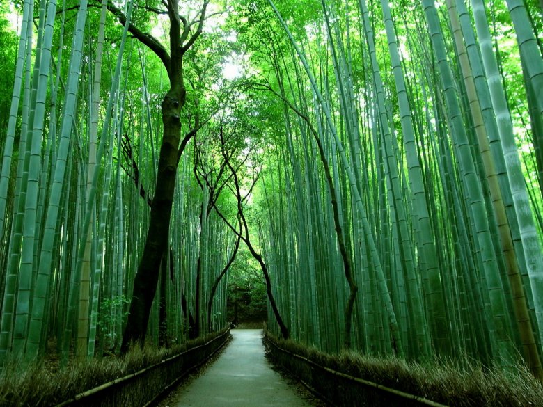 Бамбуковый лес Сагано, Киото, Япония