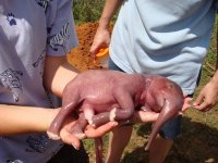 Новорожденный слоненок Австралии