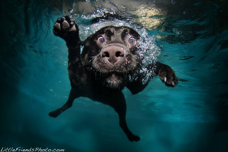 Животные под водой от Little Friends Photo