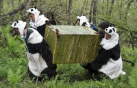 Что делают люди в костюмах панды