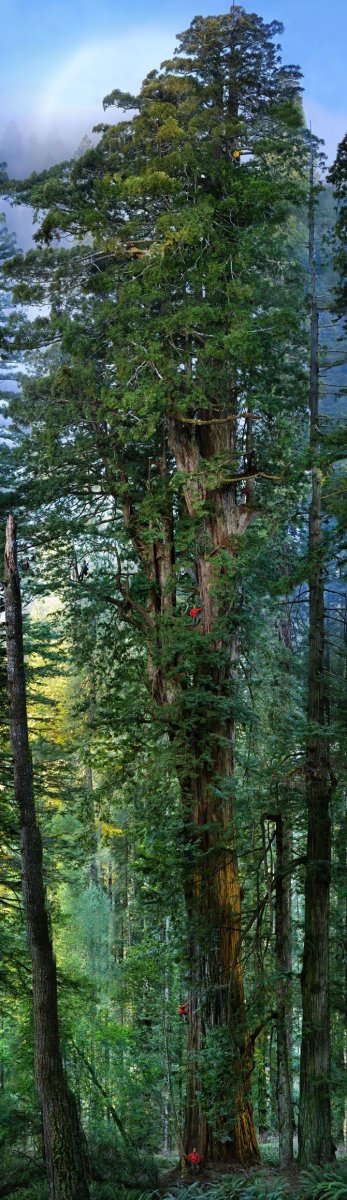 Секвойядендрон – самое большое и старое дерево на нашей планете