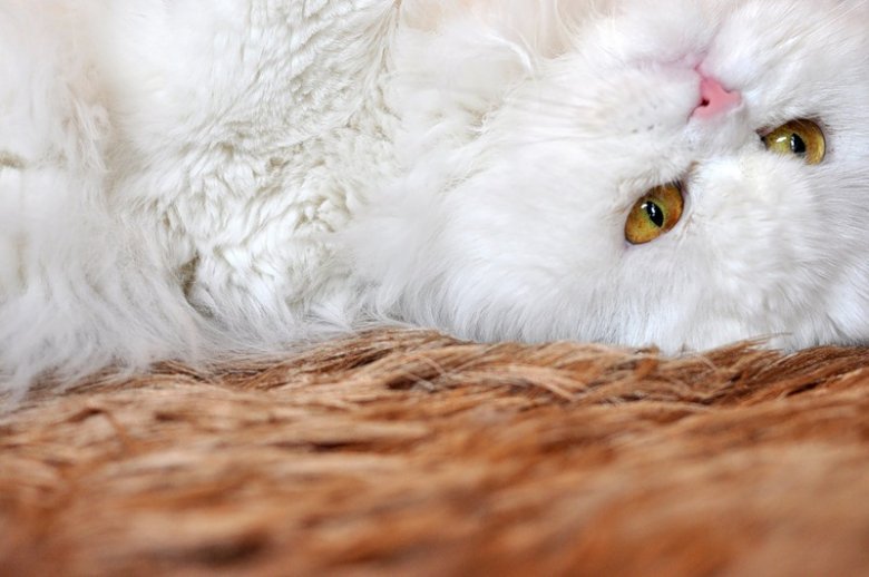 Как назвать белоснежного котенка