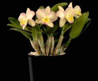Орхидея каттлея
