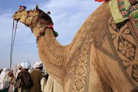 Верблюд с прической на Bikaner Camel Festival