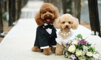 Свадьба домашних животных
