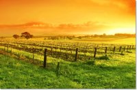 Barossa Valley - царство виноградников в Австралии