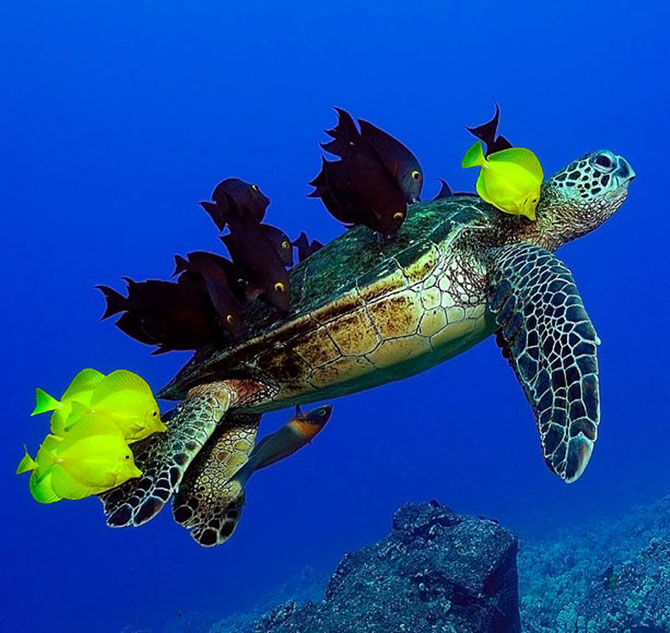 Рыбки чистят зеленую морскую черепаху в Каилуа-Кона, Гавайи