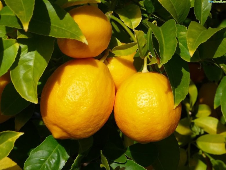 Как вырастить дома лимон?