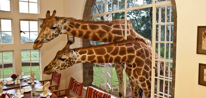 Кенийский отель «Поместье Жирафа»