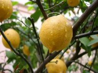 Лимонный пилинг