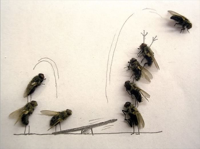 Картинка с мухами
