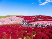 Hitachi Seaside Park: страна цветов