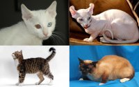 10 самых дорогих и редких пород кошек