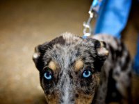 Собака с голубыми глазами