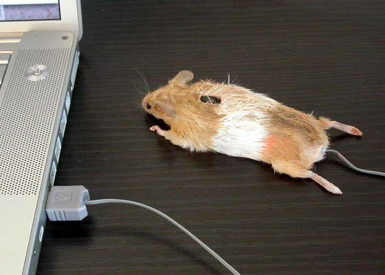 Компьютерная мышка из мышки