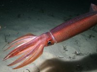 Животные и их суперспособности: тихоокеанский кальмар