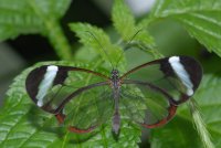 Прозрачная бабочка Greta oto