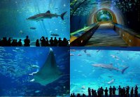 Самые большие аквариумы в мире