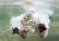Бенгальский тигр под водой