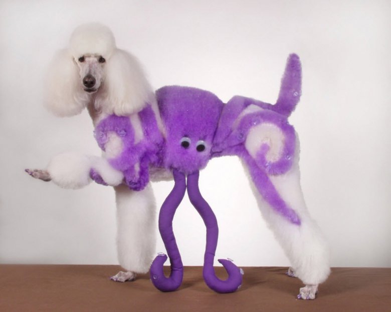 Креативная стрижка собаки: осьминог