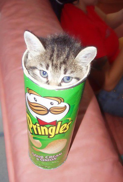 Pringles с ароматом котят
