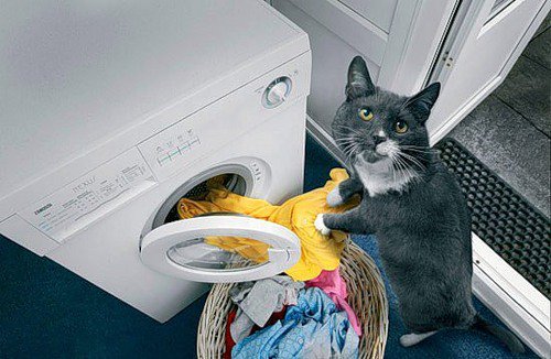 Идеальный кот умеет стирать