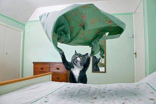 Идеальный кот застилает кровать