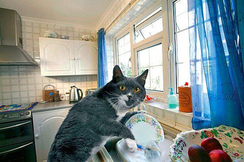 Идеальный кот моет посуду