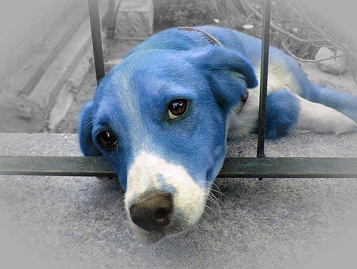 Книги, прочитанные летом: Габриэль Гарсиа Маркес «Глаза голубой собаки»