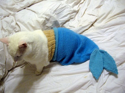 Морской котик